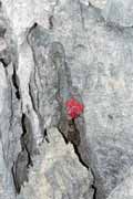 Kv�tina uprost�ed Velk�ch Tsingy, l'Ankarana N�rodn� park. Madagaskar.