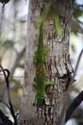 Gekon, l'Ankarana N�rodn� park. Madagaskar.
