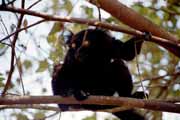 �ern� lemura, Nosy Komba. Madagaskar.
