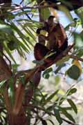 �ern� lemura, Nosy Komba. Madagaskar.