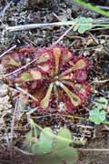 Maso�ravka, l'Isalo N�rodn� park. Madagaskar.