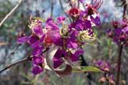 Kv�tina, l'Isalo N�rodn� park. Madagaskar.