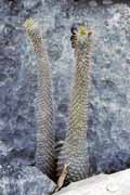 Kv�tina na vrcholu Tsingy, Tsingy de Bemaraha N�rodn� park. Madagaskar.