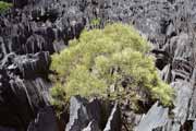 Velk� Tsingy, Tsingy de Bemaraha N�rodn� park. Madagaskar.