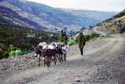 Na cest� dom� z m�sta. Simien mountain. Etiopie.