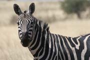Zebra v n�rodn�m parku Nechisar